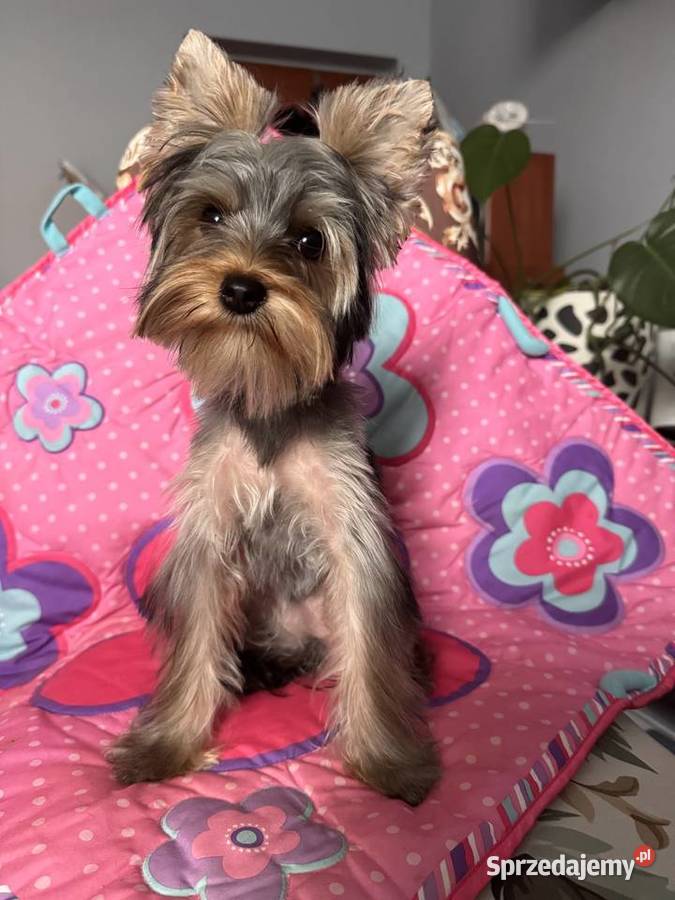 Suczką Yorkshire Terrier śląskie