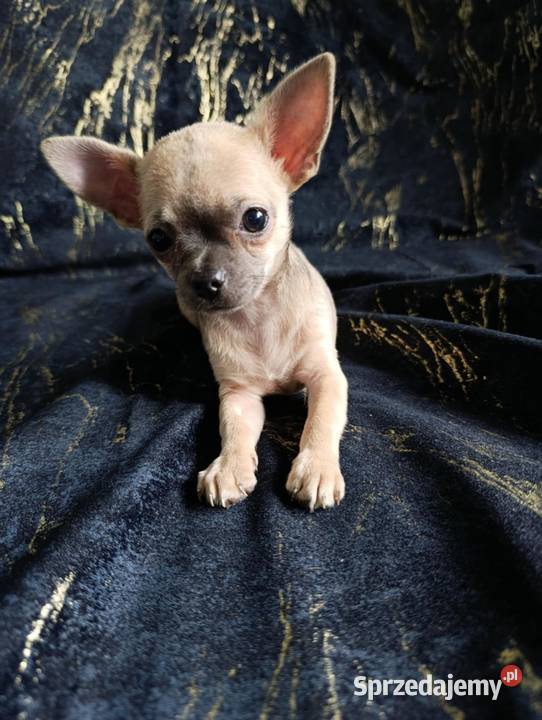 Suczka krótkowłosa chihuahua