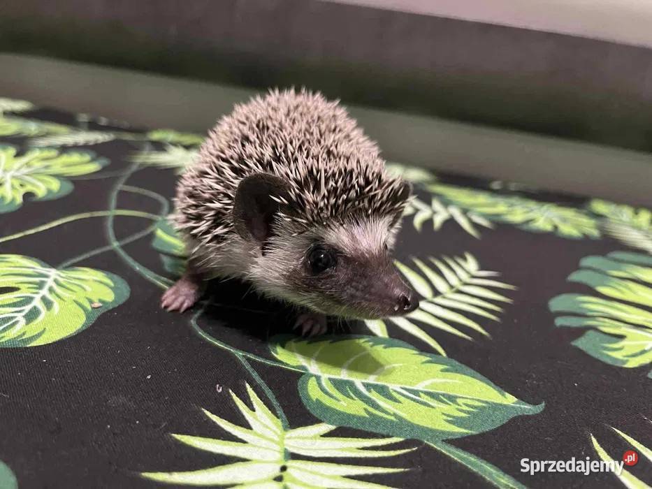 Jeż pigmejski Samiczka spokojna i delikatna Makowiec
