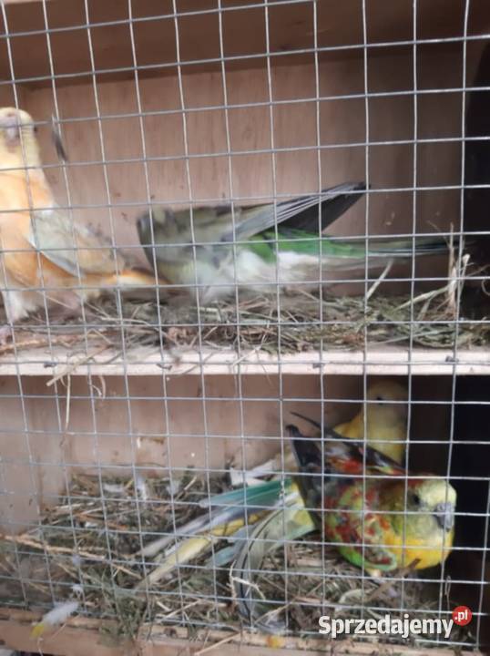 Unikatowe świergotki Orange Kremino Jędrzejów