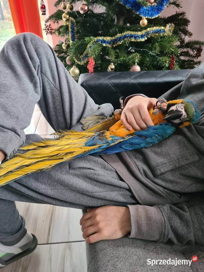 Ara Ararauna samiczka klatka Steklno