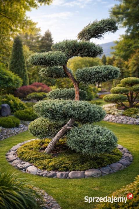 Bonsai rośliny formowane małopolskie