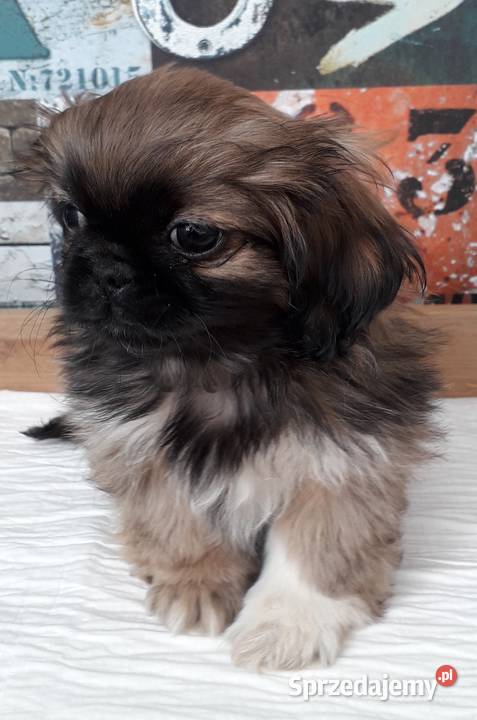 Pekińczyki gotowe do zmiany domu Kościelec