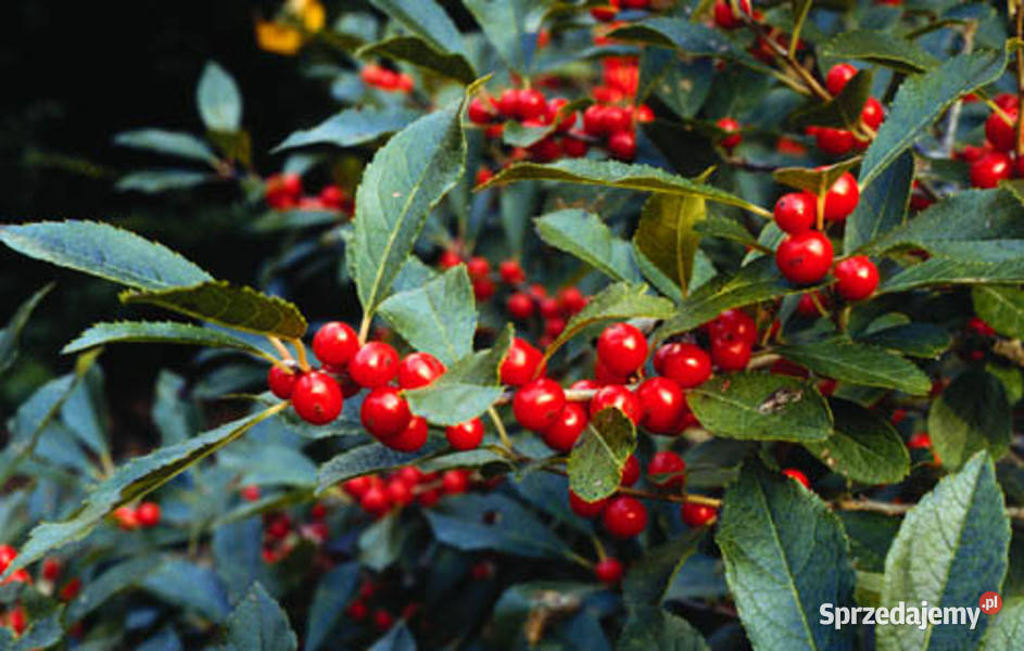 OSTROKRZEW OKÓŁKOWY Ilex verticillata NASIONA