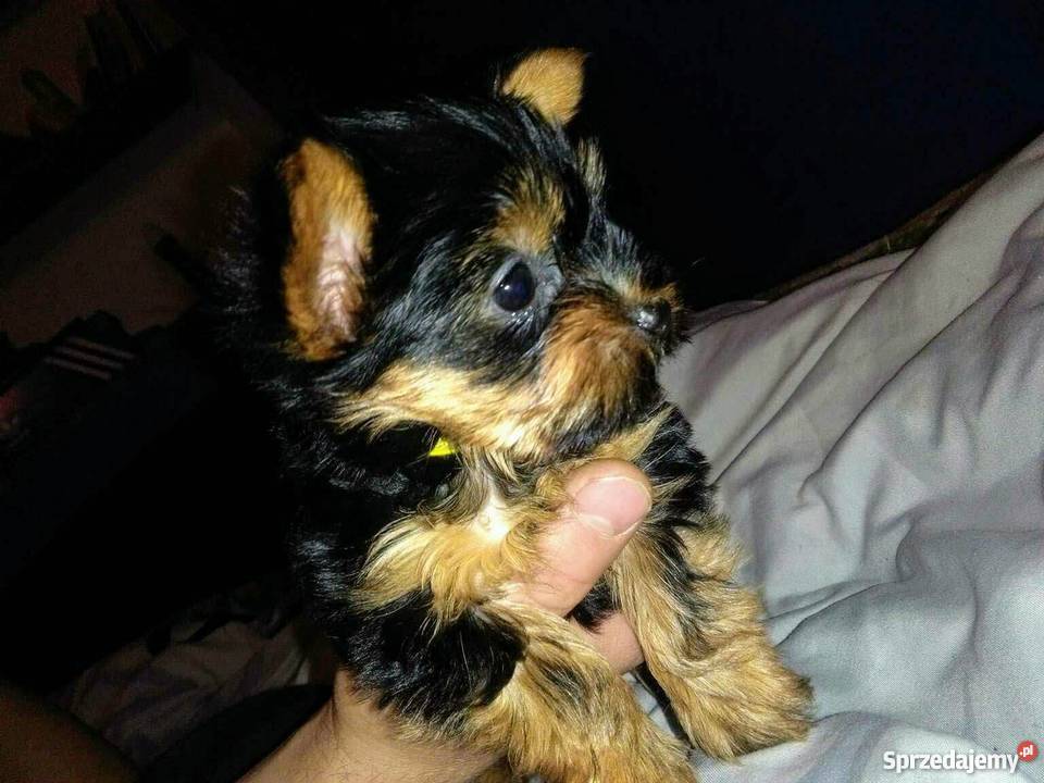 York piesek i suczka mimi mini