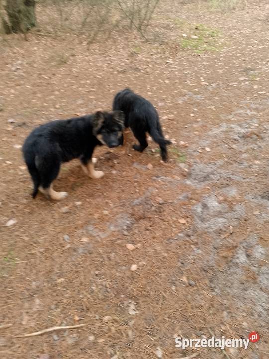 Owczarek niemiecki Tomaszów Mazowiecki