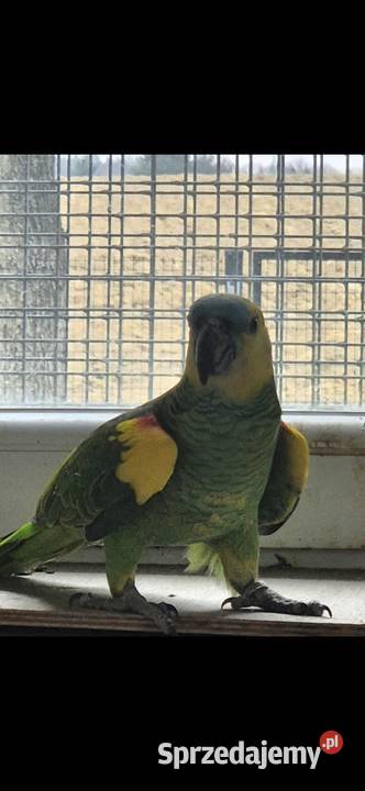 Papuga Amazonka Xanthopteryx Kęty