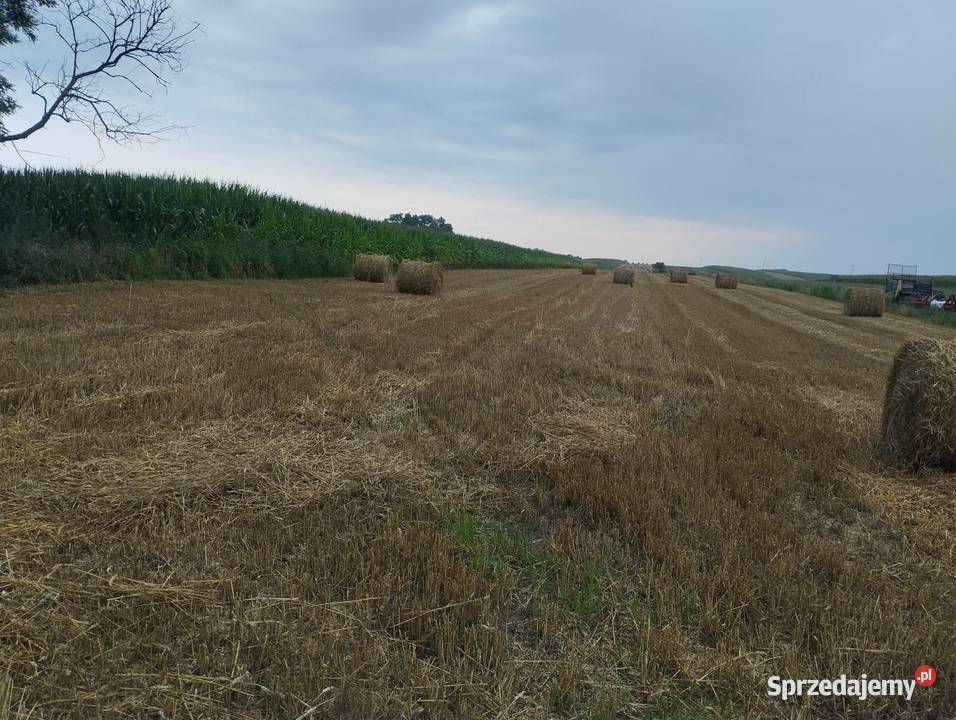 Sprzedam Słomę Tegoroczną Kocina
