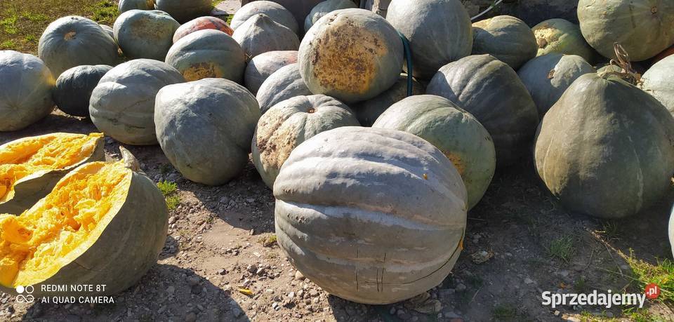Pestki dyni pastewnej Banie Mazurskie