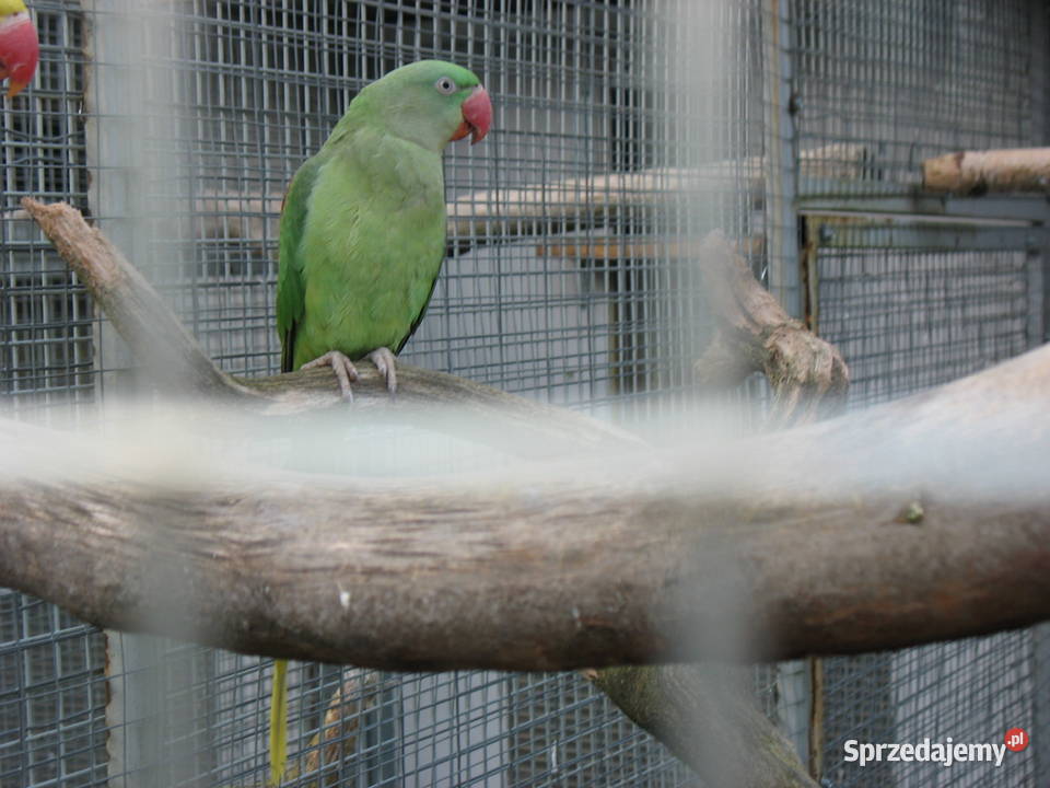 Aleksandretty Większe sprzedam