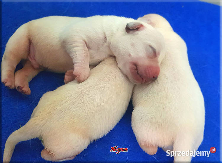 Labrador żółtebiszkoptowe szczenięta ZKWP FCI mazowieckie Chynów