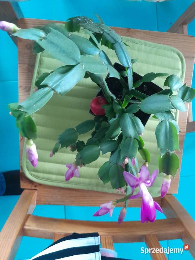 Grudnik szlumbergera kaktus Bożego Narodzenia Wieliczka sprzedam