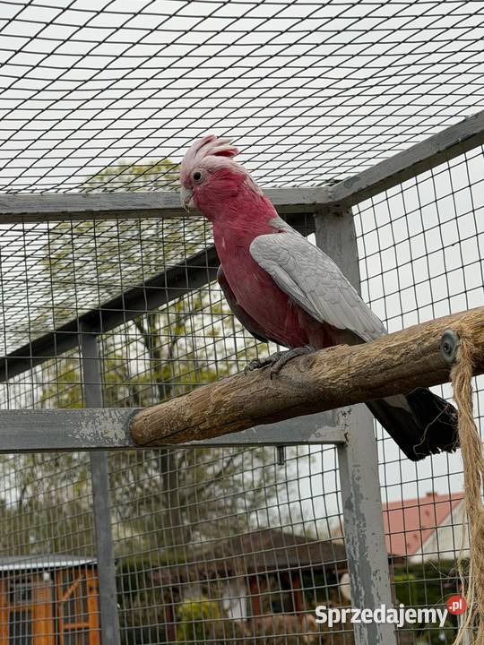 Papuga kakadu różowa Świebodzin