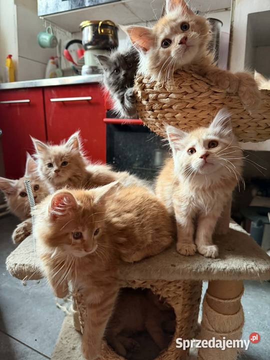 Maine Coon w maju odbiór maluszków Starogard Gdański