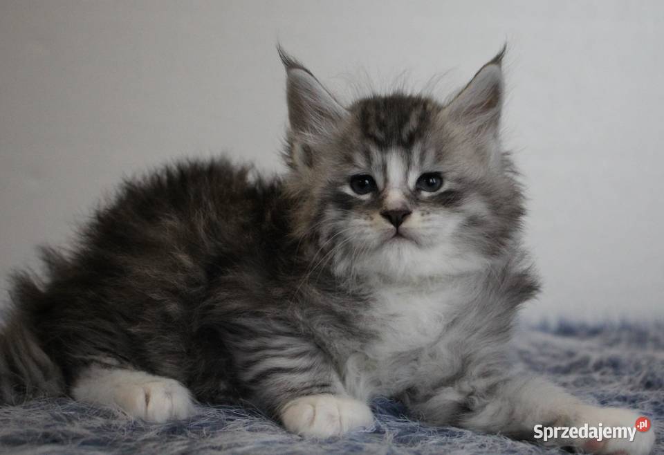Dwie koteczki i trzy kocurki maine coon sprzedam