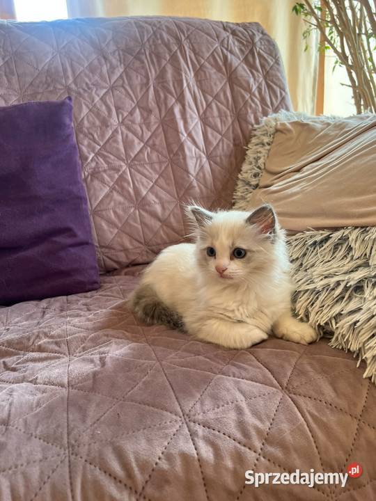 kocurek RAGDOLL blue bicolor rodowód Skierniewice sprzedam
