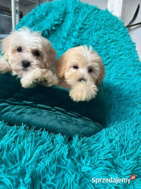 Odchowany chłopiec Maltipoo Maltańczyk x Pudel Warszawa