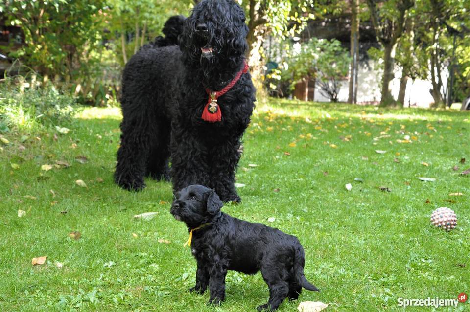 Czarny Terier szczeniaki ZKWPFCI