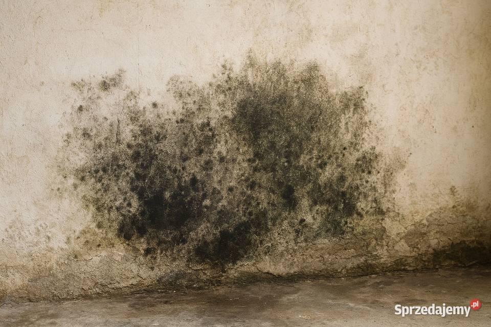 Sprawdzenie pleśni wilgoci grzyba w mieszkaniu