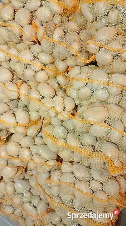 Ziemniaki nieuszkodzony Skała