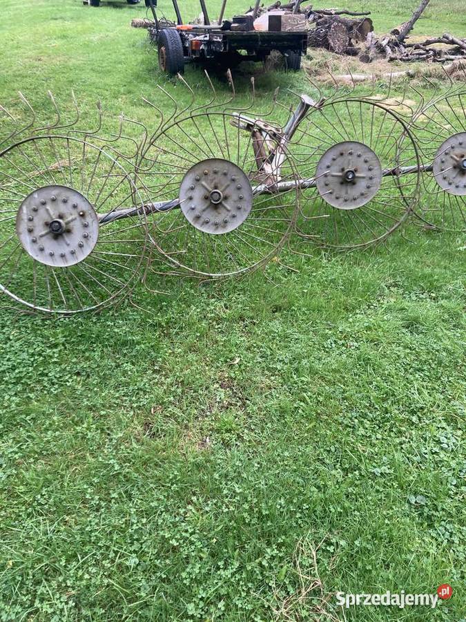 Grabiarka gwiazdowa nieuszkodzony Kalwaria Zebrzydowska