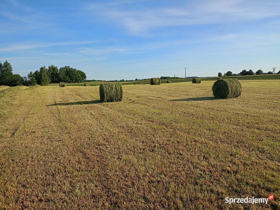 Baloty sianokiszonki 125125 pokos 2025 Trawy, słoma Sierakowice