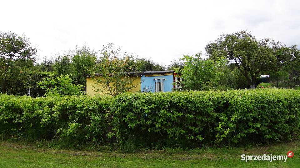 Piła Różyckiego działka ROD 448m2 75 drzewek wielkopolskie