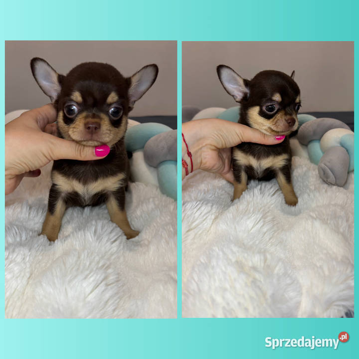 Chihuahua piesek krótkowłosy Choco Tan badania łódzkie Bełchatów sprzedam