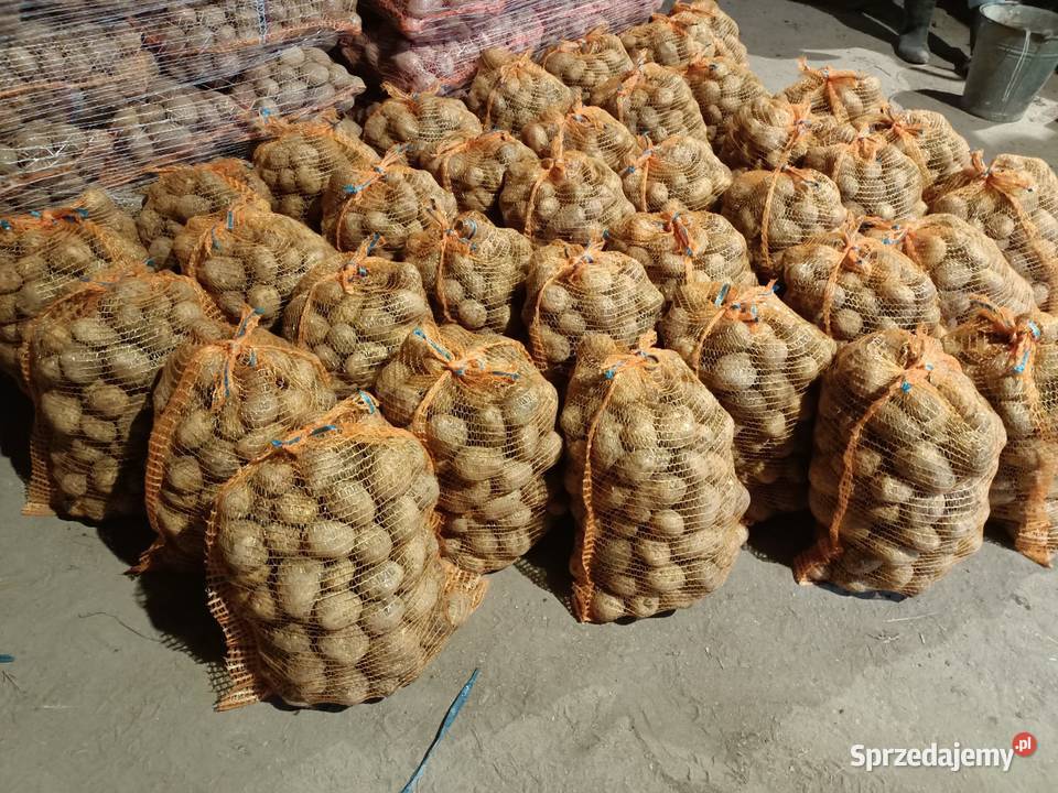 Ziemniaki jadalne denar vineta Warzywa Kamocin