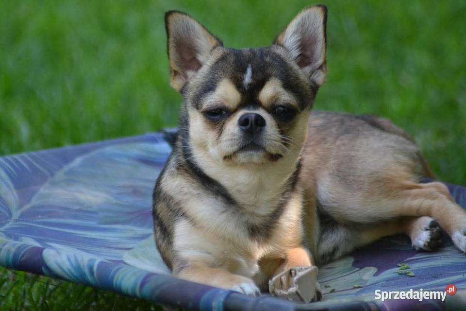 Krótkowłosy reproduktor chihuahua ZKwP FCI Świnoujście