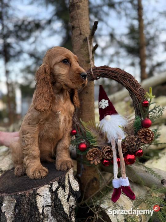 Piękny złoty piesek Cocker Spaniel Angielski z małopolskie Miechów