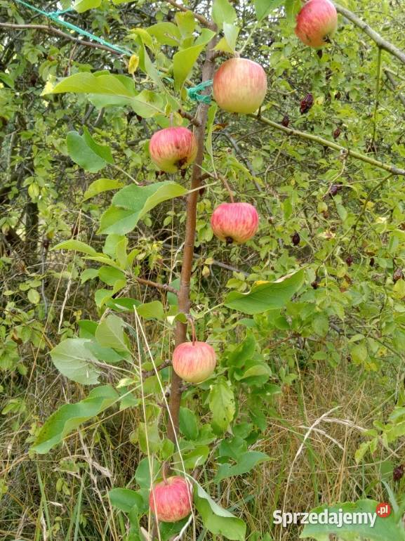 Działka ROD Szczecin Pozostałe