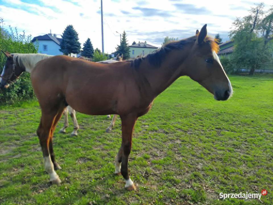 Sprzedam gniadego ogierka ur01032025