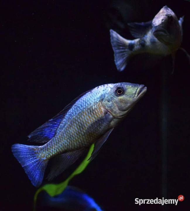 Fossorochromis rostratus Pyszczak Malawi Gdańsk