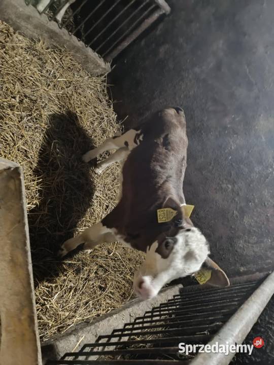 Sprzedam cielaki jałowka byk podlaskie Żubrynek
