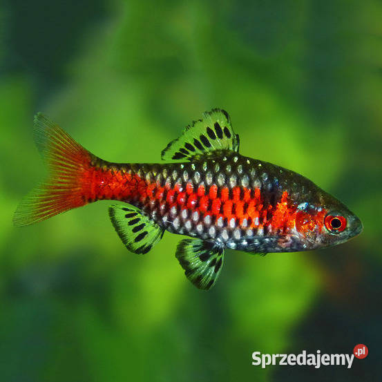 Brzanka odeska Brzanka birmańska Brzanka Gdańsk sprzedam