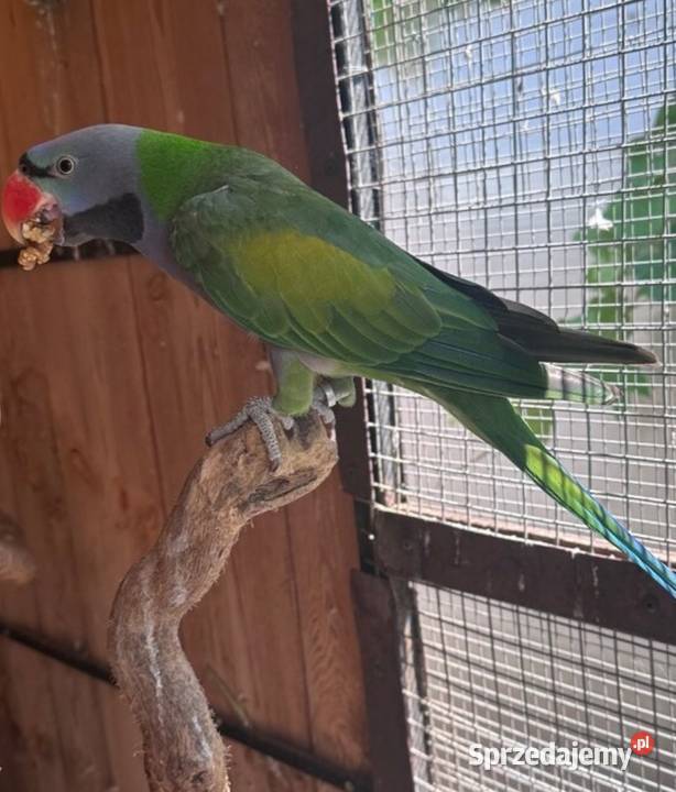 Aleksandretta Chińska para