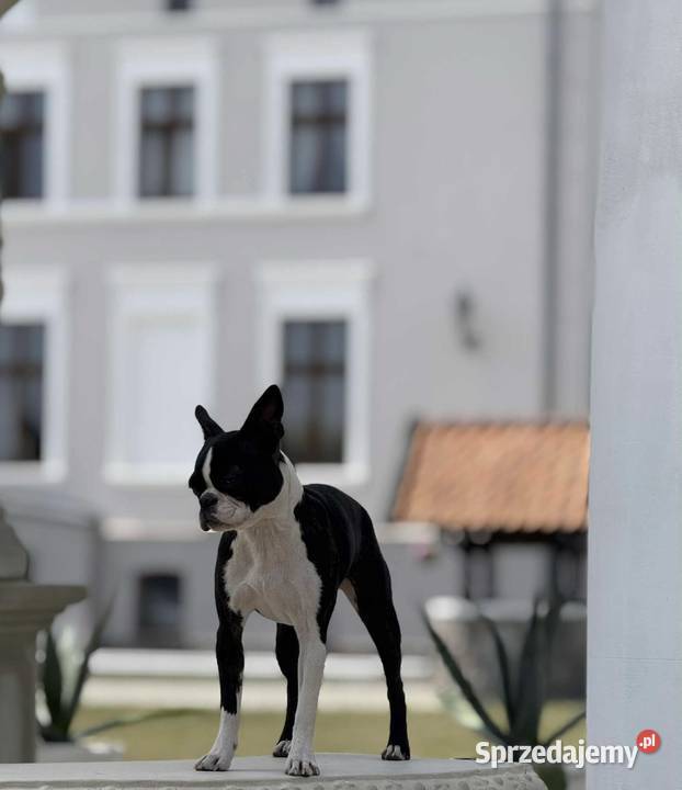 Boston Terrier FCI ZKwP Chamionie szczenię Bokser Olsztyn