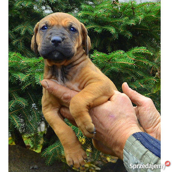 szczeniakiTosa InuDOLINA ROSY FCI Stoczek Łukowski