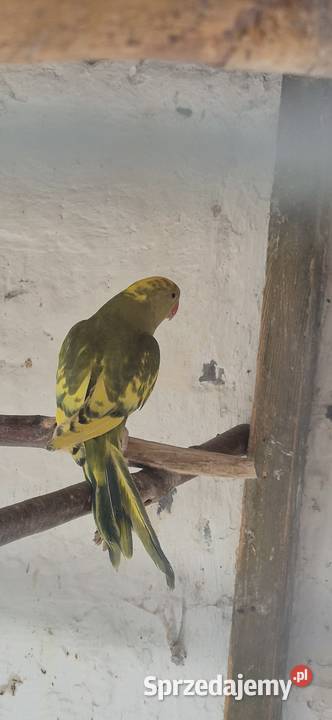 Aleksandrietty obrożne Ptaki Mysłowice sprzedam