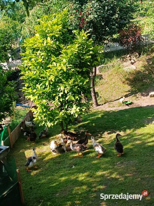 Kaczki staropolskie z przydomowej hodowli Rabka-Zdrój