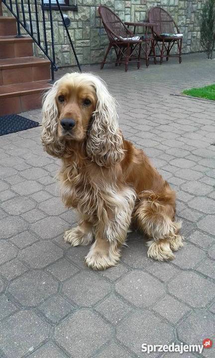 sprzedam spaniela Płońsk