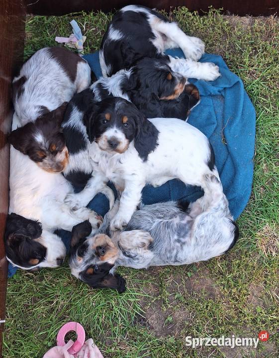 Cocker spaniel angielski Kowal