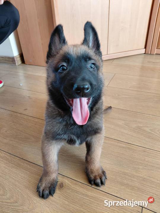 Owczarek belgijski malinois Jędrzejów