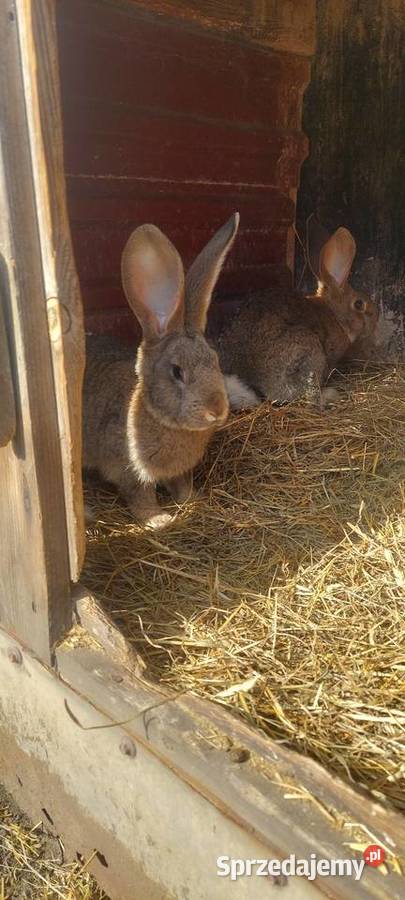 Króliki hodowlane Króliki Dąbrowa Górnicza