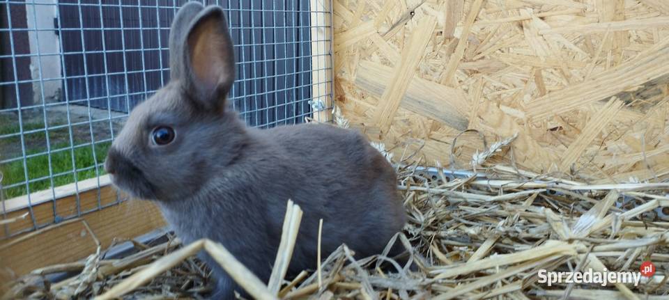 Króliczki miniaturki Gryzonie Jastrzębie-Zdrój