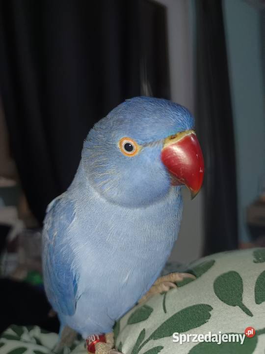 Aleksandrrtta obrożna Fiolet Tczew sprzedam