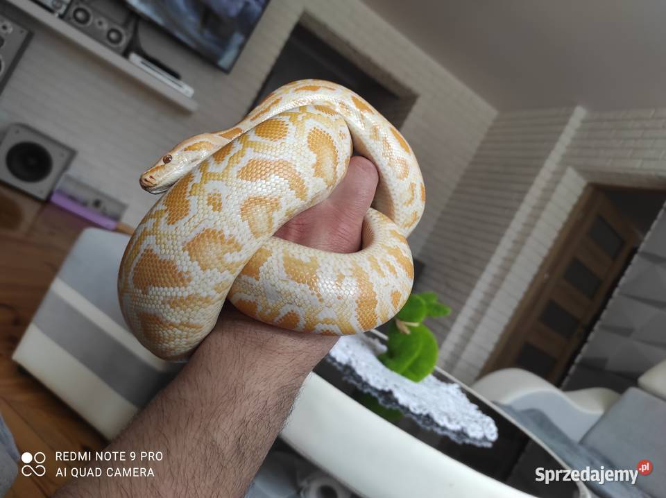 Pyton tygrysi samica roczna Chobędza