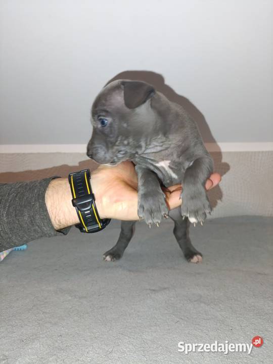 Szczeniaki American staffordshire terrier Nieledew