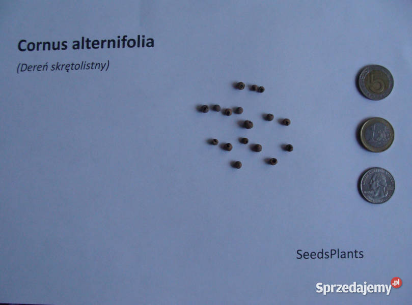 DEREŃ SKRĘTOLISTNY Cornus alternifolia NASIONA